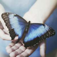 蝴蝶唯美头像 蝴蝶为花碎 花却随风飞