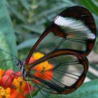 蝴蝶唯美头像 蝴蝶为花碎 花却随风飞