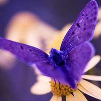 蝴蝶唯美头像 蝴蝶为花碎 花却随风飞