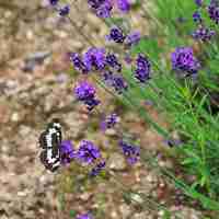 薰衣草清新头像 清新唯美的紫色薰衣草