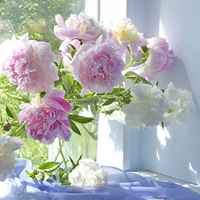 静物微信头像 唯美静物清爽文艺