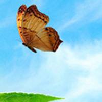 蝴蝶唯美头像 蝴蝶为花碎 花却随风飞