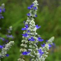 薰衣草清新头像 清新唯美的紫色薰衣草