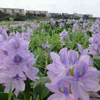 薰衣草清新头像 清新唯美的紫色薰衣草