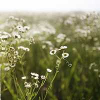 静物微信头像 唯美静物清爽文艺