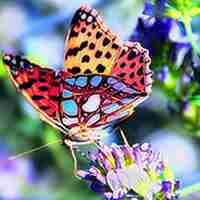 蝴蝶唯美头像 蝴蝶为花碎 花却随风飞