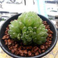 好看可爱的多肉植物控