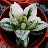 好看可爱的多肉植物控