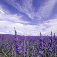 薰衣草清新头像 清新唯美的紫色薰衣草
