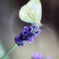 薰衣草清新头像 清新唯美的紫色薰衣草