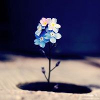 静而美的头像 岁月静好美如画