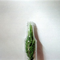 静物静景唯美头像