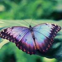 蝴蝶唯美头像 蝴蝶为花碎 花却随风飞