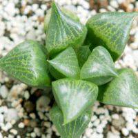 好看可爱的多肉植物控