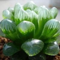 好看可爱的多肉植物控