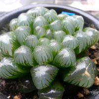 好看可爱的多肉植物控