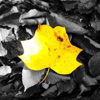 微信树叶头像下载