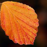 微信树叶头像下载