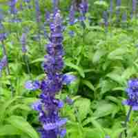 薰衣草清新头像 清新唯美的紫色薰衣草