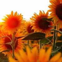 好看的阳光下向日葵微信头像图片