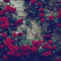 好看适合做微信头像的美丽图片