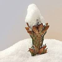 微信头像雪景图片大全