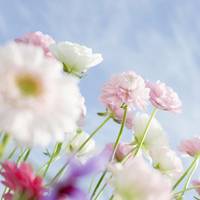 静物微信头像 唯美静物清爽文艺