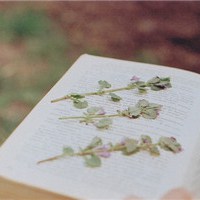 静物静景唯美头像