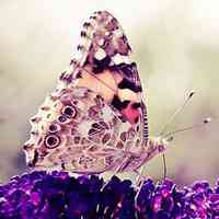 蝴蝶唯美头像 蝴蝶为花碎 花却随风飞