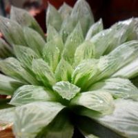 好看可爱的多肉植物控