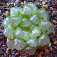 好看可爱的多肉植物控