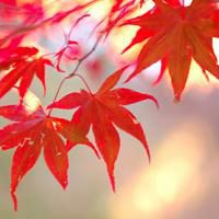 微信树叶头像下载