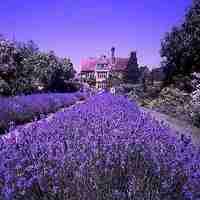 薰衣草清新头像 清新唯美的紫色薰衣草