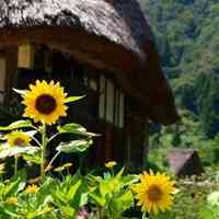 好看的阳光下向日葵微信头像图片