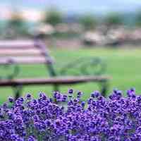 薰衣草清新头像 清新唯美的紫色薰衣草