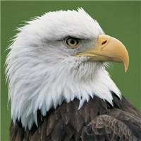 微信苍鹰头像 苍鹰展翼傲穹天