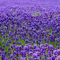 薰衣草清新头像 清新唯美的紫色薰衣草