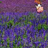 薰衣草清新头像 清新唯美的紫色薰衣草