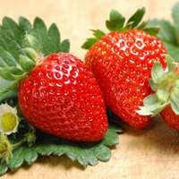 小清新水果头像_颜色好看的小清新水果