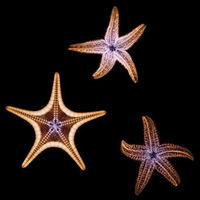 海洋生物个性头像图片大全