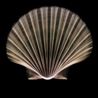海洋生物个性头像图片大全