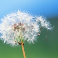 微信头像蒲公英 唯美清新安静