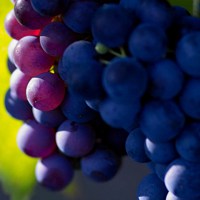 水果葡萄头像_秋天的葡萄提子头像图片