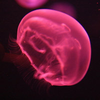 微信头像水母浮游生物