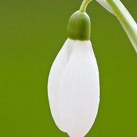 微信个性花头像 你喜欢的花开了