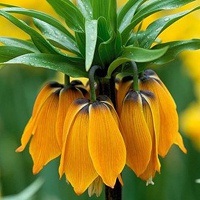 微信个性花头像 你喜欢的花开了