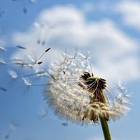 微信头像蒲公英 唯美清新安静