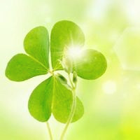 微信四叶草图片头像_代表幸运的四叶草