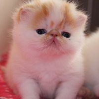 红小胖snoopy头像图片大全