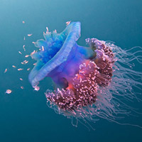 微信头像水母浮游生物